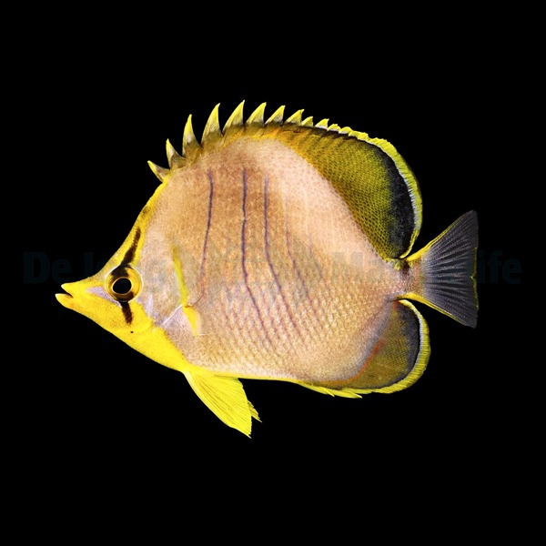 Chaetodon xanthocephalus | M