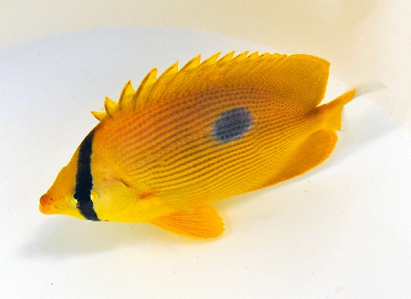 Chaetodon zanzibarensis | M