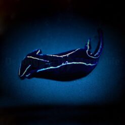 Chelidonura varians | All sizes