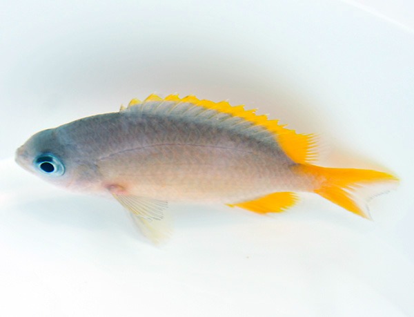 Chromis analis | All sizes