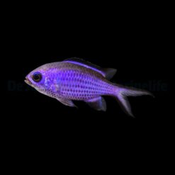 Chromis cyanea | M/L