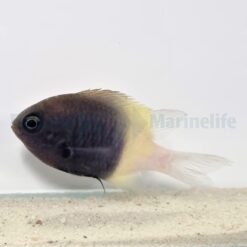 Chromis dimidiata | All sizes