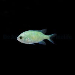Chromis viridis | All sizes