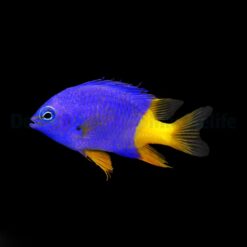 Chrysiptera arnazae | All sizes