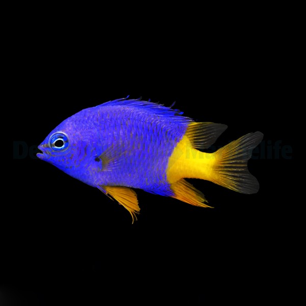 Chrysiptera arnazae | All sizes