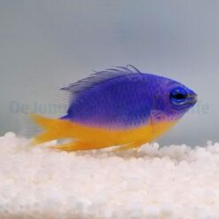 Chrysiptera hemicyanea | All sizes