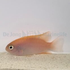 Chrysiptera rex | All sizes