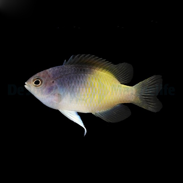 Chrysiptera rollandi | All sizes