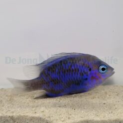 Chrysiptera springeri | All sizes