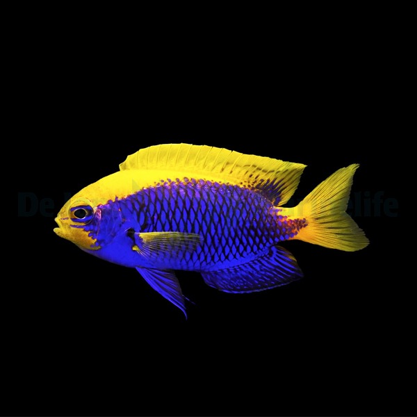 Chrysiptera starcki | All sizes