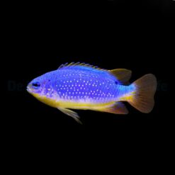 Chrysiptera taupou | All sizes