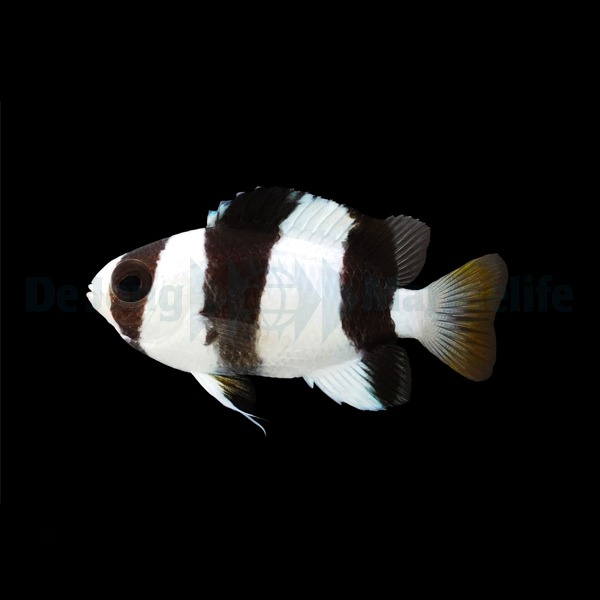 Chrysiptera tricincta | All sizes