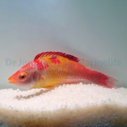 Cirrhilabrus adornatus | All sizes