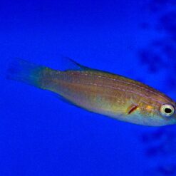 Cirrhilabrus brunneus (female) | All sizes