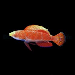 Cirrhilabrus cyanogularis | All sizes