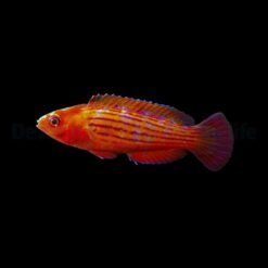 Cirrhilabrus earlei | All sizes