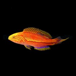 Cirrhilabrus isosceles (male) | All sizes