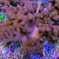 Cladiella spp. (O1 Colt) | XL