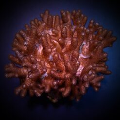 Cladiella spp. (O2 Halversoni) | L