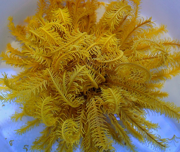 Comatula spp. (Bright Yellow) | All sizes