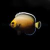 Chaetodontoplus conspicillatus - T.B. | All sizes