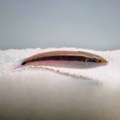 Coris caudimacula | All sizes