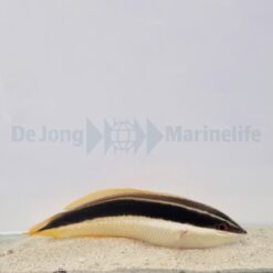 Coris pictoides | All sizes