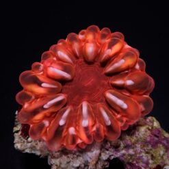 Cynarina lacrymalis (Red) | S