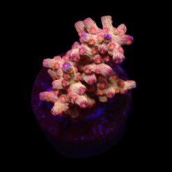 Cyphastrea decadia (frag) | FRAG