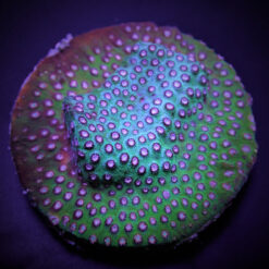 Cyphastrea spp. (Premium) (frag) | FRAG