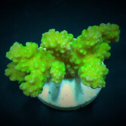 Pocillopora damicornis (Yellow-Green)