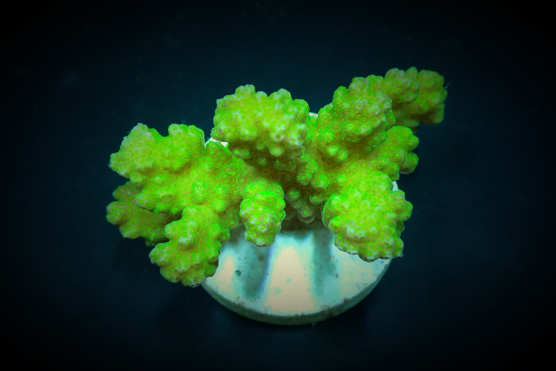 Pocillopora damicornis (Yellow-Green) | M