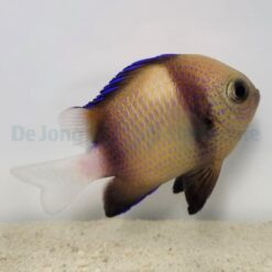 Dascyllus carneus | All sizes