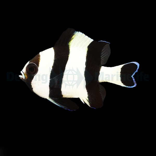 Dascyllus melanurus | All sizes