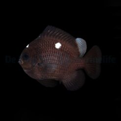 Dascyllus trimaculatus | All sizes