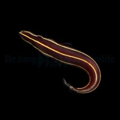 Diademichthys lineatus | All sizes