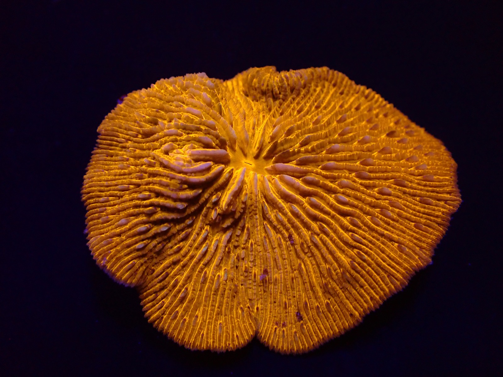 Cycloseris fragilis (Premium) | T