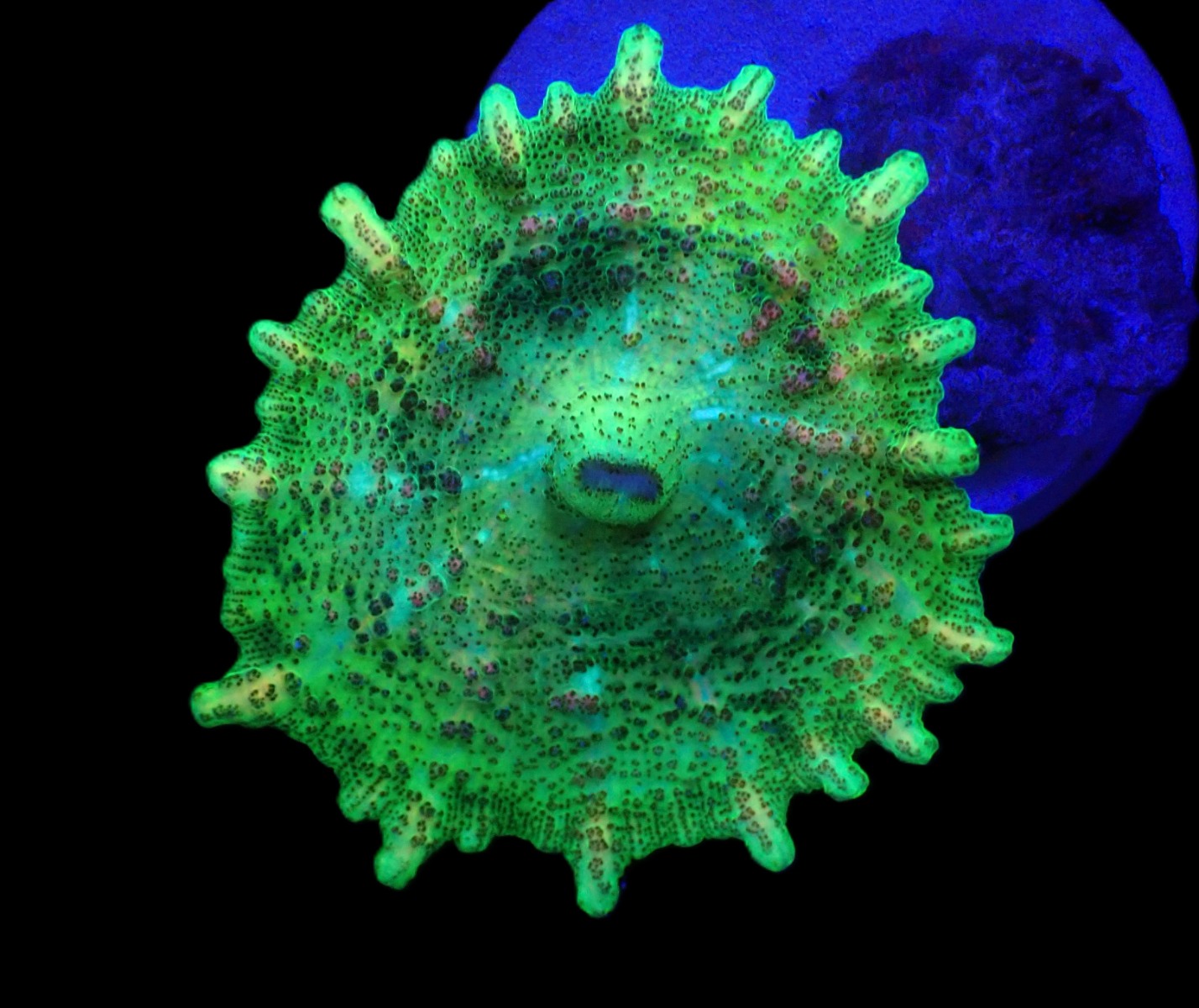 Discosoma neglecta (Green) (1 ear) | FRAG