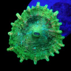 Discosoma neglecta (Green) (per ear) | T