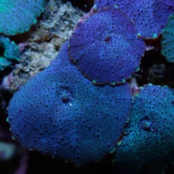 Discosoma spp. (Blue) (Grade A) | L