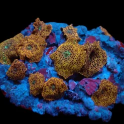 Discosoma spp. (Special Selected) | M