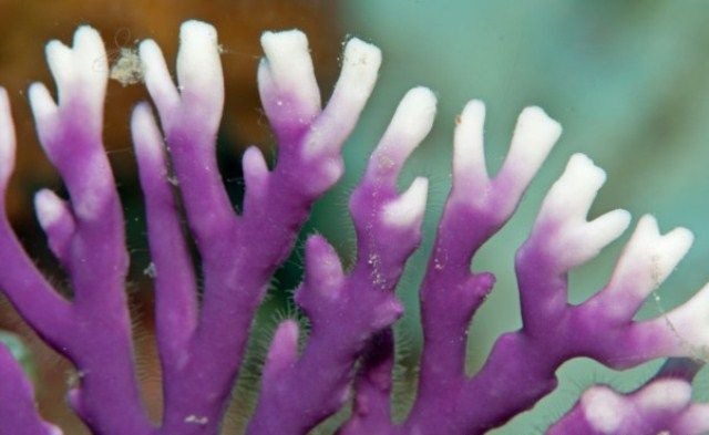 Distichopora violacea - Stylaster (Purple) | S