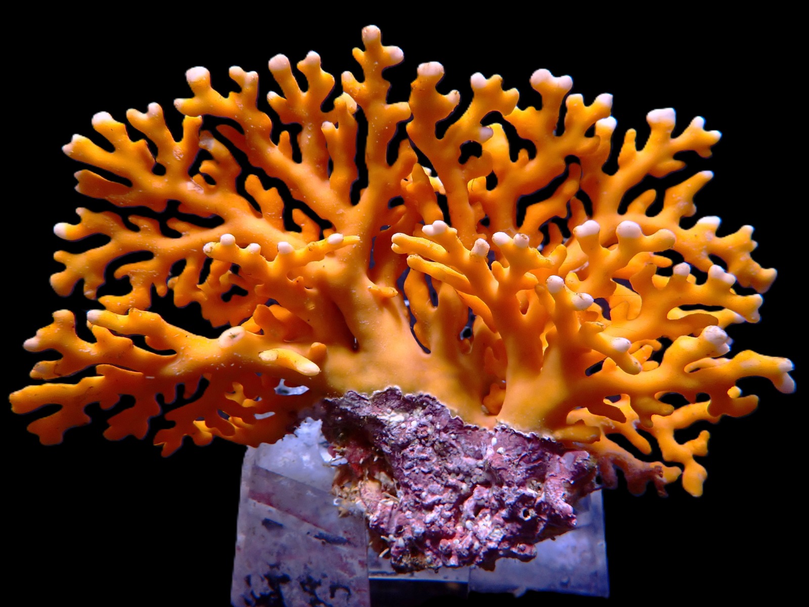 Distichopora violacea - Stylaster (Orange) | M