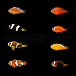 DJM bred fish package 16 (Clownfish 2)
