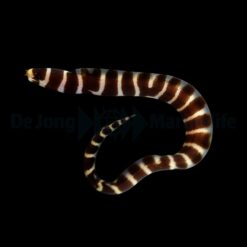 Echidna polyzona | M