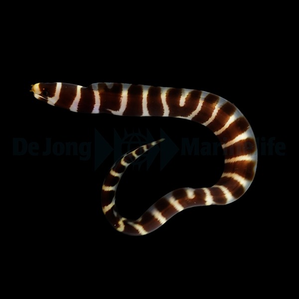 Echidna polyzona | L