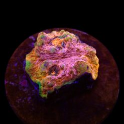 Echinophyllia spp. (Master Grade) (frag)