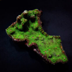 Echinophyllia spp. (Premium) | XL