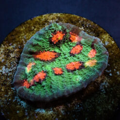 Echinopora spp. (Ultra) (frag)