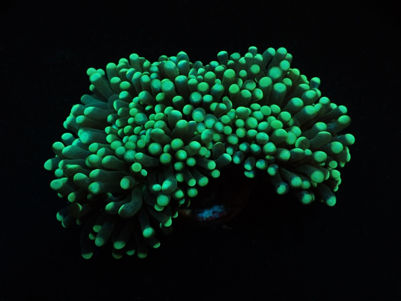 Euphyllia cristata (Green) (Premium)